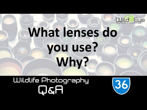 Wildlife Photography Q&A 36 - What lenses do you use?  Why?