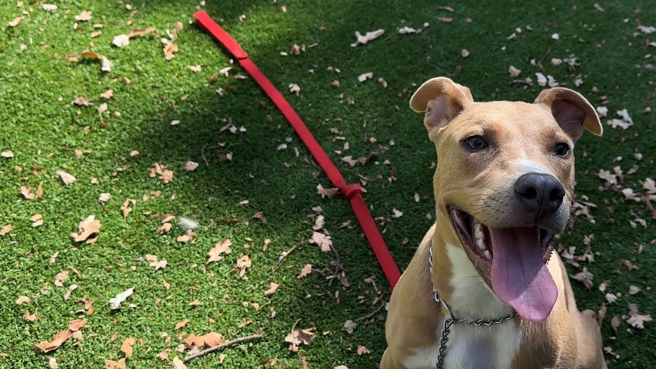 Danny Go, a ADOPTABLE Pit Bull Terrier in Dublin, CA video 6/6