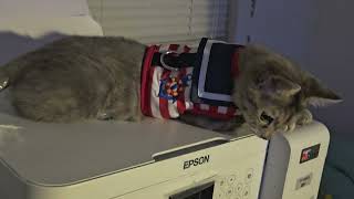 bopa likes my printer @bopa25#cutekittycat