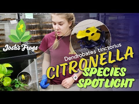 Pralesnicka farbiarska - Citronella forma