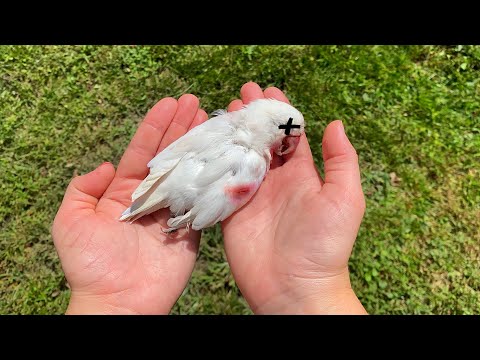 YouTube video about: Why did the bird go to the hospital?