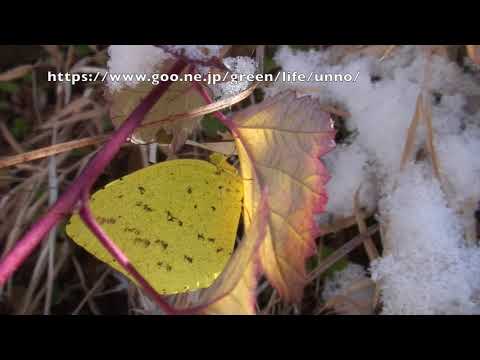キチョウとキタテハの越冬