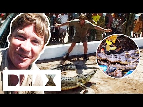 Steve Irwin Rescues Abused & Scared Crocodile | Crocodile Hunters: The Best Of Steve Irwin