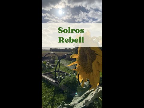 En smart solros. Filip berättar om hur solrosen växer - Trädgårdshacks med GardenR