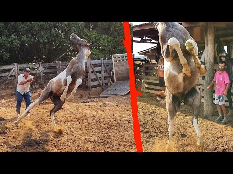 I BOUGHT MY FIRST HORSE $$ POTRO PAMPA CHUCRO