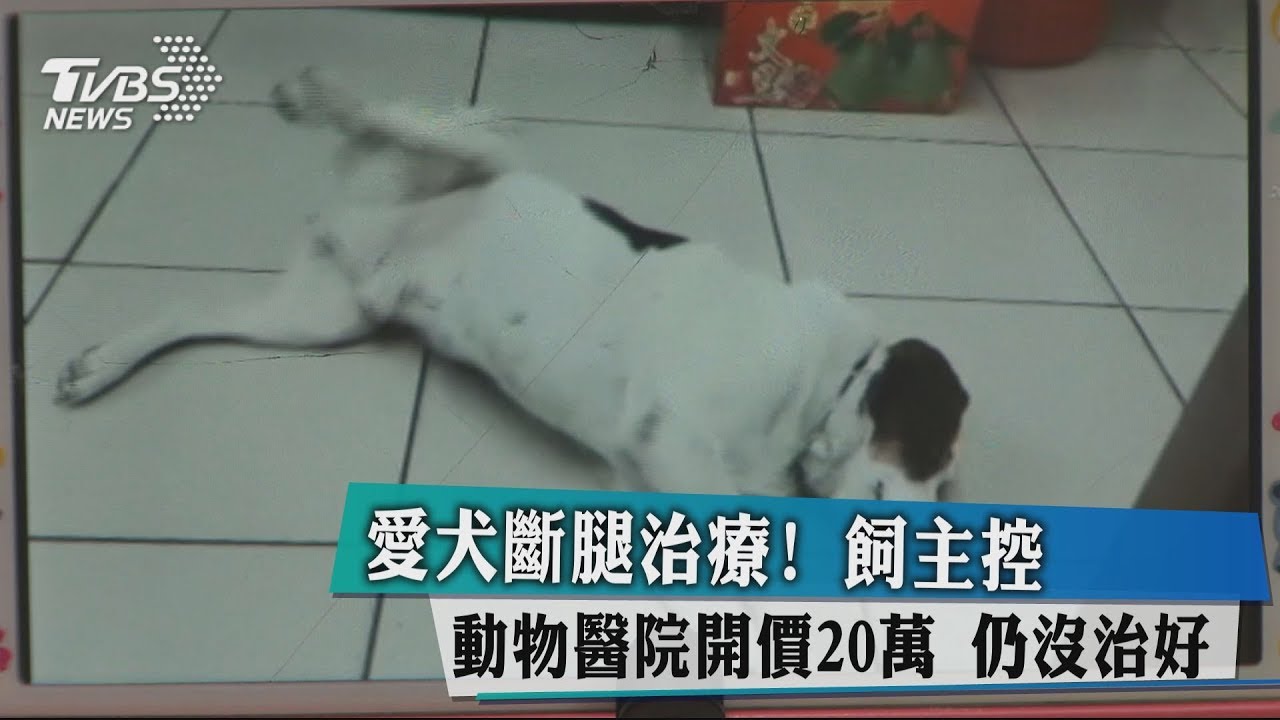 愛犬斷腿治療! 飼主控動物醫院開價20萬仍沒治好