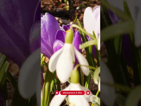 Schneeglöckchen: Mehr als nur Deko – So nutzt du den ökologischen Frühstarter richtig