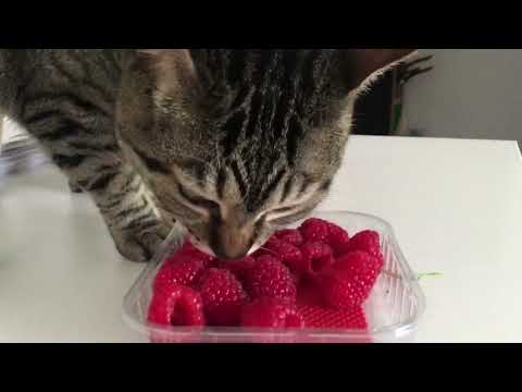 Do Cats Eat Fruit and Berries? Funny Cats Eating Fruit #2