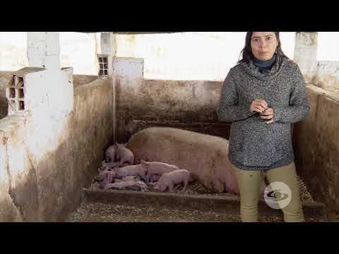 , title : 'Identifique el antrax en los cerdos | La Finca de Hoy'