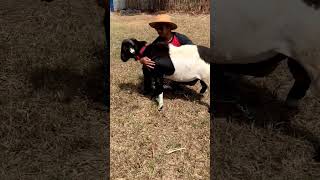 Download lagu Domba F1 Dorper Jantan Kualitas Super Sebelum Di Kirim ke Pelanggan Bogor mp3 Download lagu Domba F1 Dorper Jantan Kualitas Super Sebelum Di Kirim ke Pelanggan Bogor mp3