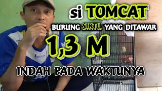 Download lagu Sirtu gacor si Tomcat milik kang Adi SCK ⁉️ Sadulur cipoh karawang mp3