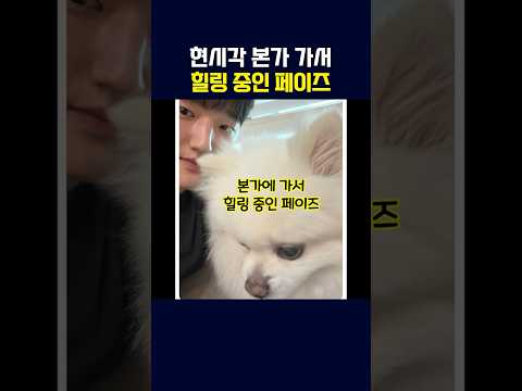 현시각 본가 가서 힐링중인 페이즈