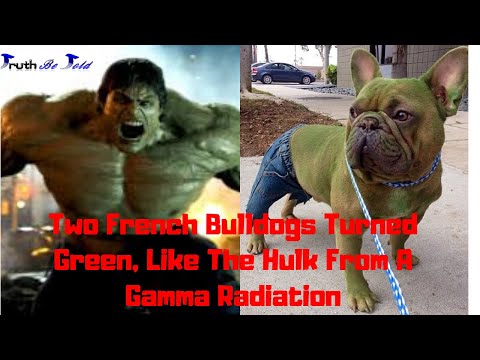 download lagu mp3 mp4 Dog Turned Green, download lagu Dog Turned Green gratis, unduh video klip Dog Turned Green