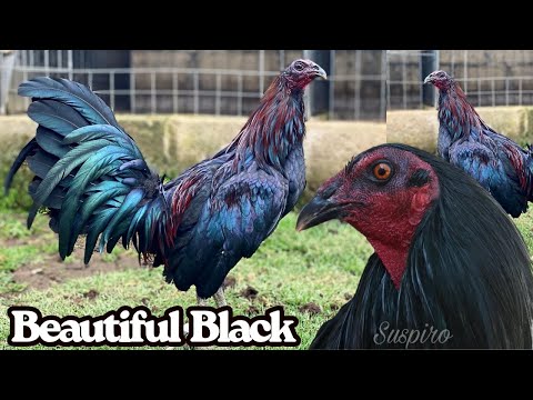 Para Show Beautiful Black Birds Rancho Suspiro Sanchez Outdoor Breeding Pens Free Range Feeding Time