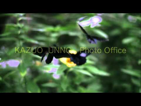 ムモンアケボノアゲハの飛翔