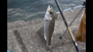 簡単シンプルなセイゴ釣り！仕掛けの作り方