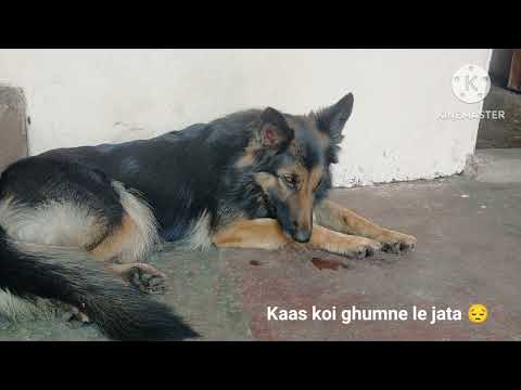 Dog thinking| Dog Relatable| #viralvideo