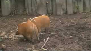 preview picture of video 'cleveland zoo wild hogs playing very cute'