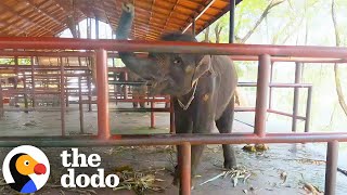 Baby Elephant Forced To Work At A Camp Is Thrilled To Be Freed From Chains | The Dodo