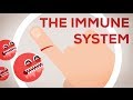 The Immune System Explained I – Bacteria Infection