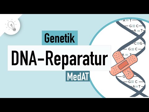 DNA Reparatur - Genetik | MedAT | Biologie