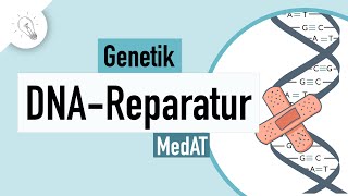 DNA Reparatur - Genetik | MedAT | Biologie