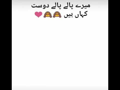 beautiful cat | hadiqqa official