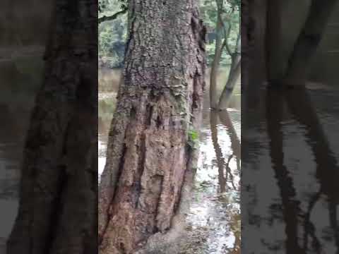 Camping Colonia Pastoril Formosa 🇦🇷🤠