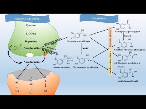 Inhibitor Agents for Synthesis, Storage and Reuptake of Noradrenaline