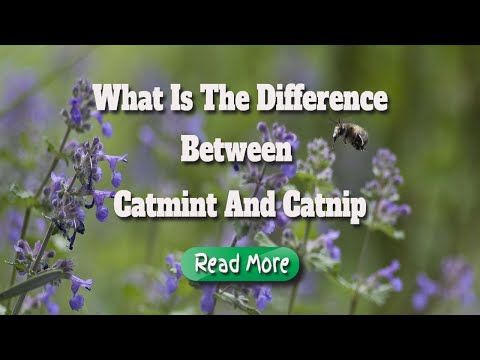 difference between catnip and catmint
