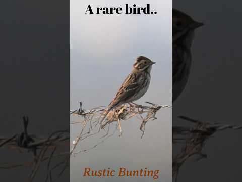 A rare bird... Rustic Bunting #birds #shorts #bunting #wildlife #nature
