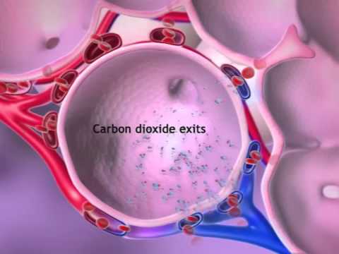 Circulatory & Respiratory: Learn@Visible Body