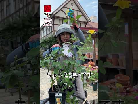 夏にバラの茂みを剪定して開花を促進するにはどうすればよいですか? + ビデオチュートリアル  庭園