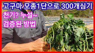 고구마모종 1단으로 300개심는 방법 입니다 고구마심는방법 고구마심는시기 밤고구마 ,꿀고구마,호박고구마,베니…