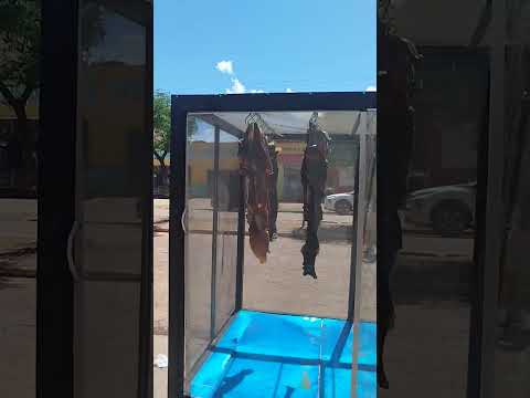 Entre o sabor e o mercado em Conceição do Araguaia