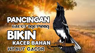 Download lagu PANCINGAN KACER GACOR NGEPLONG MEMANCING KACER APASAJA SUPAYA BUNYI GACOR DISORE HARI mp3 Download lagu PANCINGAN KACER GACOR NGEPLONG MEMANCING KACER APASAJA SUPAYA BUNYI GACOR DISORE HARI mp3