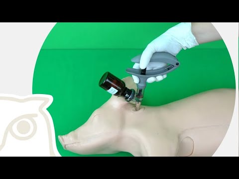 CSL: Intramuskuläre Injektion mittels Impfpistole beim Schwein