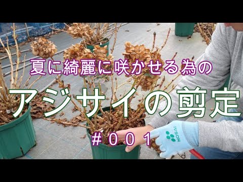 アジサイの切り方 ~ひときわ美しく咲く花の様子~ 植物