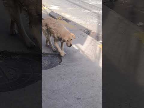 CENTRO DE FAUNA URBANA TULCAN CARCHI NECESITA QUE ADOPTEN POR FAVOR A LOS PERRITOS CALLEJEROS AYUDA