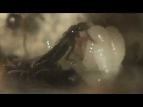 Scepto and occidentale brood, August 11, 2020