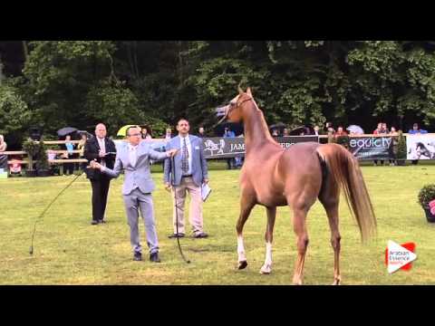 N.169 BASMAH AA - Bruges 2015 International - Mares 4-6 years old (Class 107)