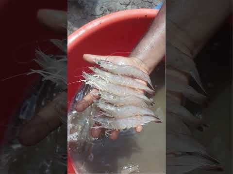 Vannamei shrimp culture - Part 1 of 3 #aquaculture #shrimpfarming #shrimpforhealth
