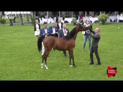 N.10 KA WINYAH - Ströhen 2017 C-Show - Yearling Fillies (Class 3A)