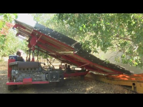 Groundbreaking new tool for pistachio growers