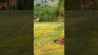Doe and fawns in the morning sunrise #deer