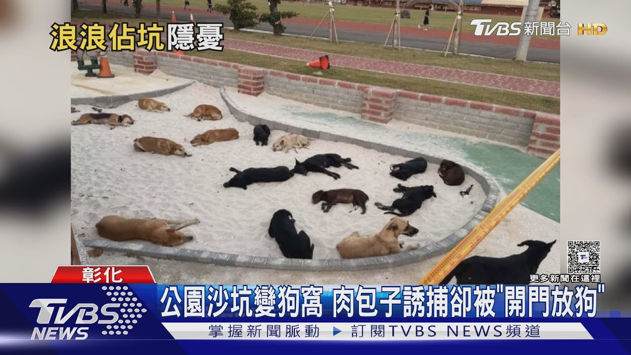 民眾擅放誘捕籠黑狗 沙坑淪犬窩兒童安全堪憂