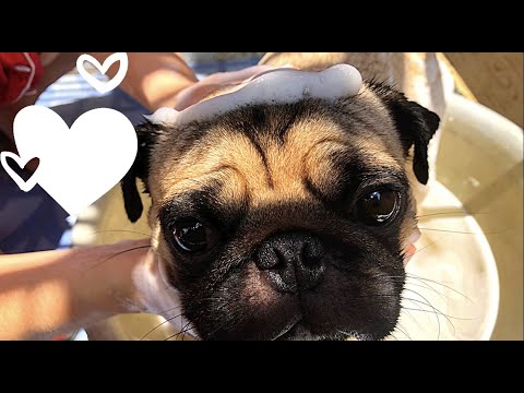 Cute Pug Taking Shower 🧼