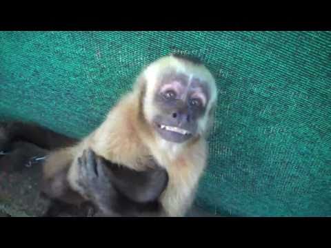 Mating behavior in female Capuchins