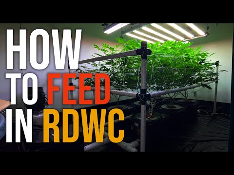 , title : 'RDWC Mixing & Feeding Nutrients - How I Feed My Plants'
