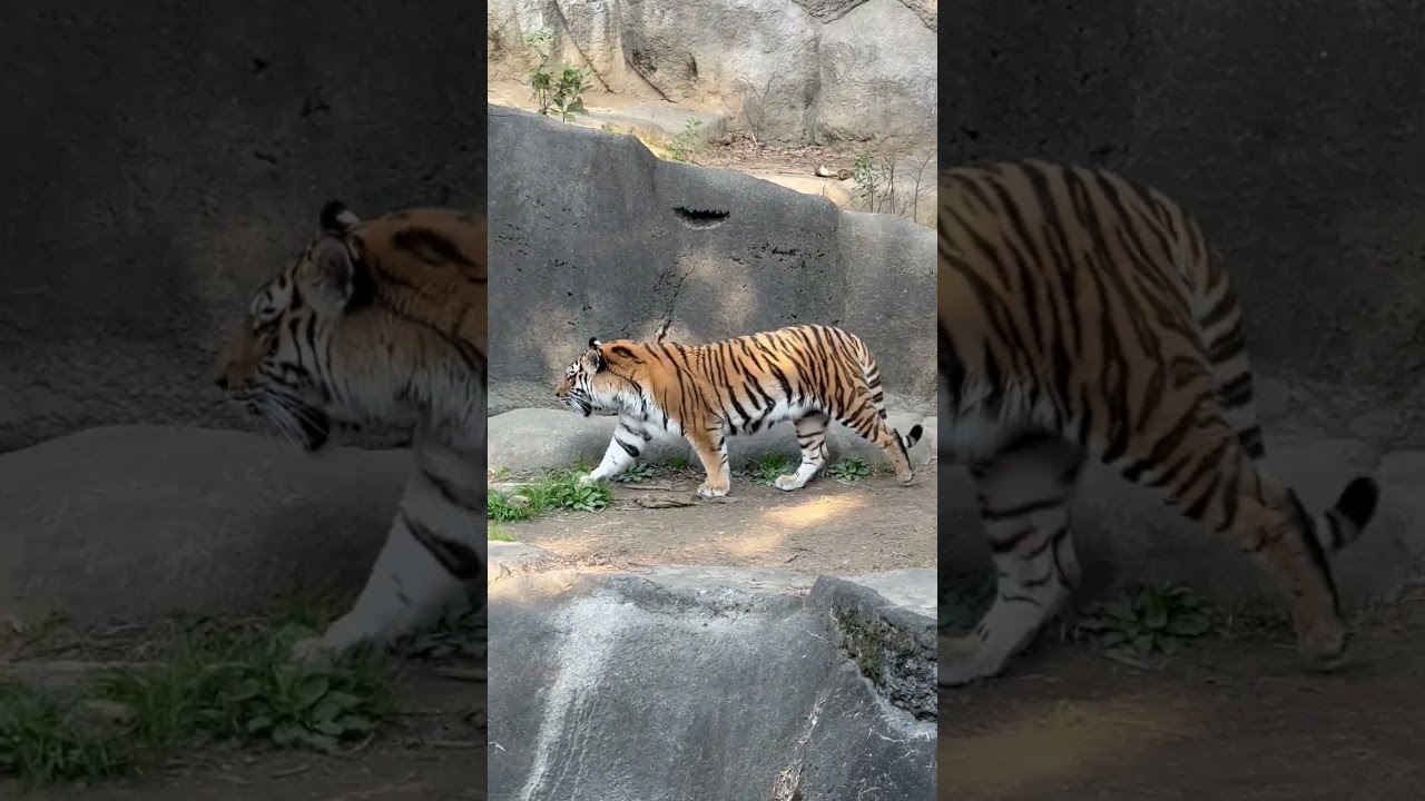 #shorts 今日は気分じゃ無いのか⁈水堀を覗くだけのサーシャちゃん　アムールトラ　浜松市動物園にて　2026年3月15日